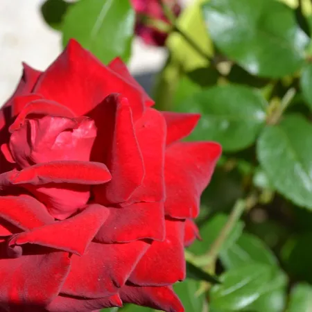 乐卡斯特酒店 3*